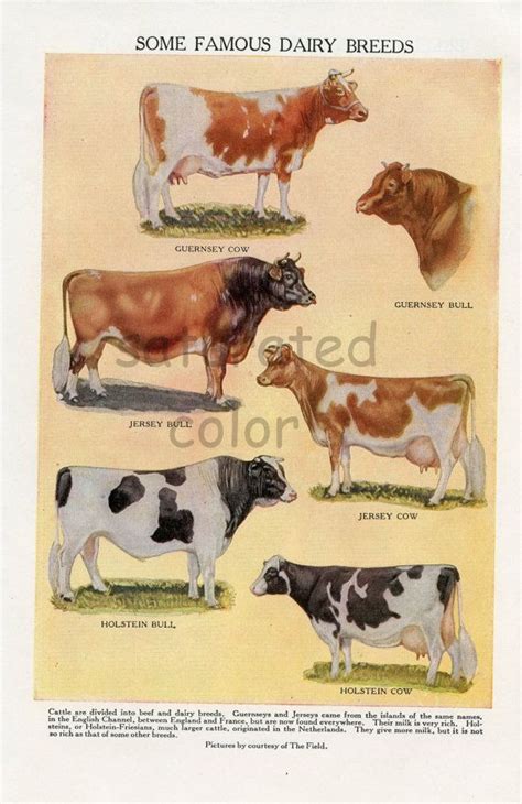 Some Famous Dairy Breeds Are Depicted In This Antique Print