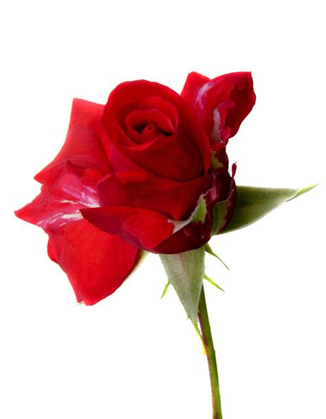 Red Rose Images Free
