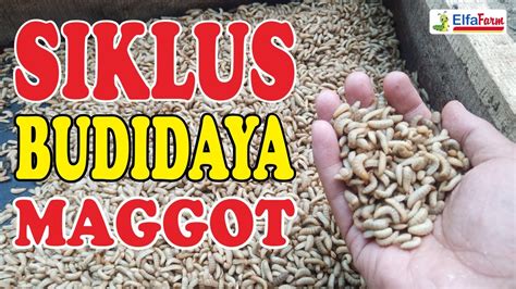 Siklus Budidaya Maggot Bsf Youtube