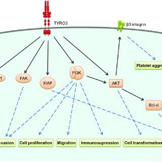 MET Downstream Signaling Activated By HGF Stimulation Prior To DNA