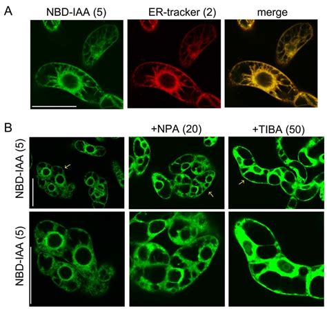 Fig S Subcellular Distribution Of Nbd Iaa In Tobacco Suspension