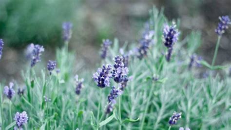 How To Identify Lavender Hardy Annual