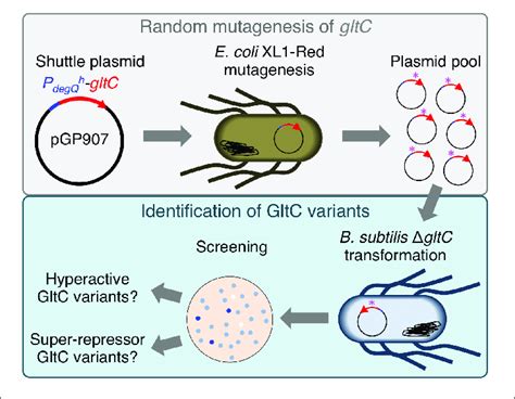 Working Flow Describing The Random Mutagenesis Procedure For