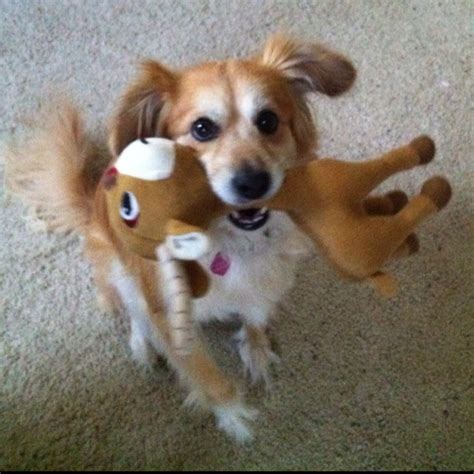 A Dog Is Holding A Stuffed Animal In Its Mouth