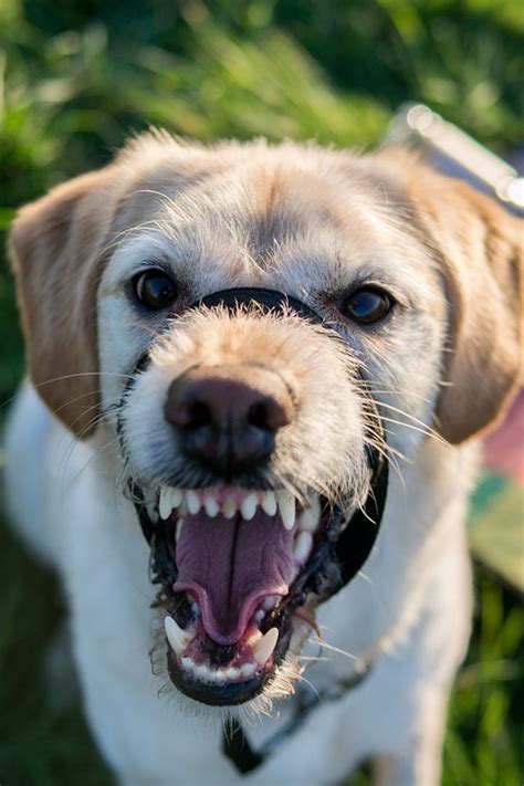 How to Stop Your Dog from Growling at Strangers | Home Mum