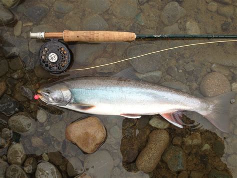 Fly Fishing For Dolly Varden The Bluegill Of Alaska”