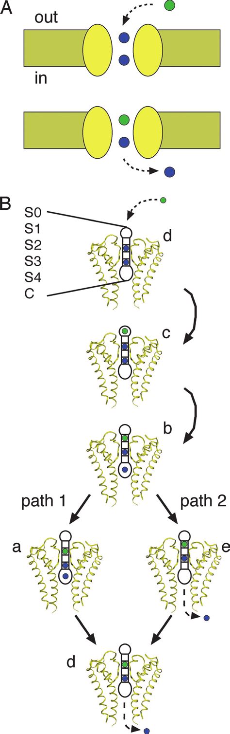 Single Species Models Of Ion Permeation A An Abstract Representation