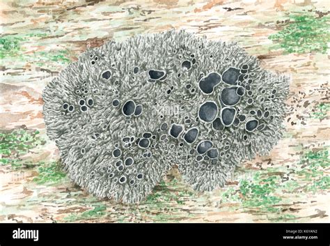 Lichens On Rock Drawing