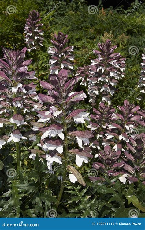 Acanthus Mollis Flowers In A Garden Stock Image Image Of Dock