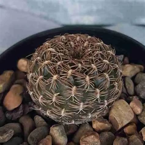 Buy Sulcorebutia Arenacea Cactus Rare Cacti