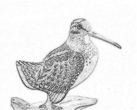 Sandpiper Drawing At Getdrawings Free Download