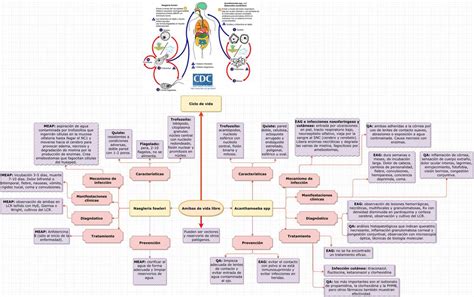 Cuadro Comparativo Parasitos Tema Y Tema Amibas De Vida Libre The