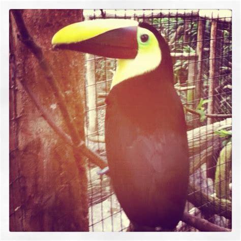 Toucan Project Noah