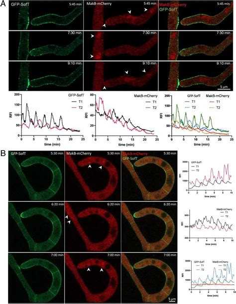 Pnas 研究揭示削弱植物病原菌致病力的真菌细胞交流机制！ 知乎