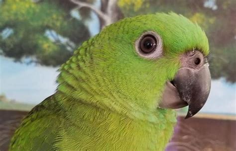 Yellow Naped Amazon Bonita Wonder Gardens