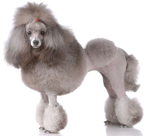 Miniature Poodle Information, Facts, Pictures, Training and Grooming