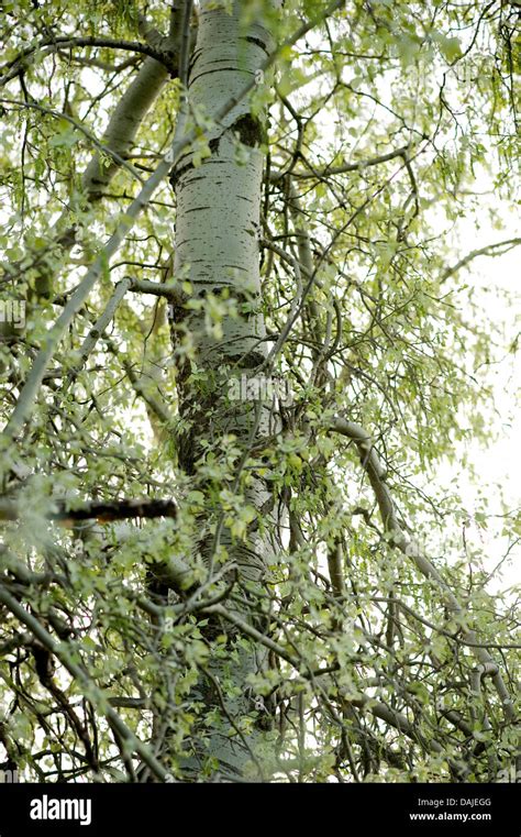 Populus Alba White Poplar Tree Trunk Banque De Photographies Et D