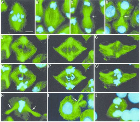 Aj Tubulin Immunostaining Of Normal And Collapsing Meiocytes Of E