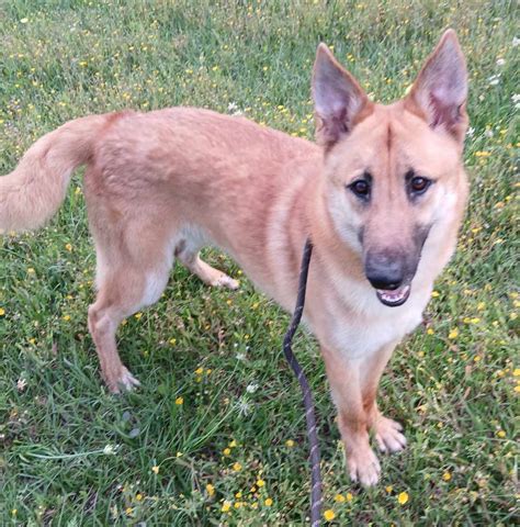 Dog For Adoption Geo A German Shepherd Dog Mix In Bellevue Wa