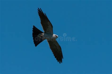 Mississippi Kite Flying Gracefully through a Blue Sky Stock Image ...