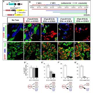 Lineage Tracing Ptf1a Expressing Cells A Tam Dependent Ptf1a CreERTM