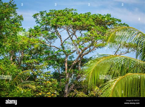 Jungle Forest Tropical Trees In Thailand Asia Stock Photo Alamy