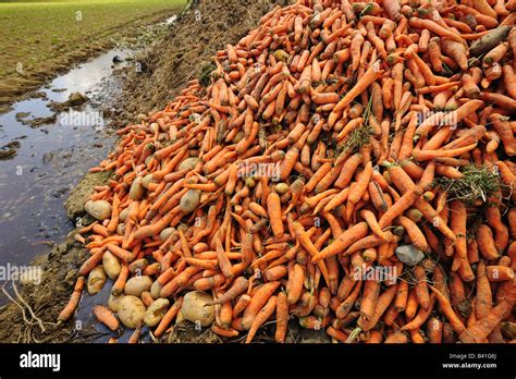 Agricultural waste Stock Photo: 19703674 - Alamy