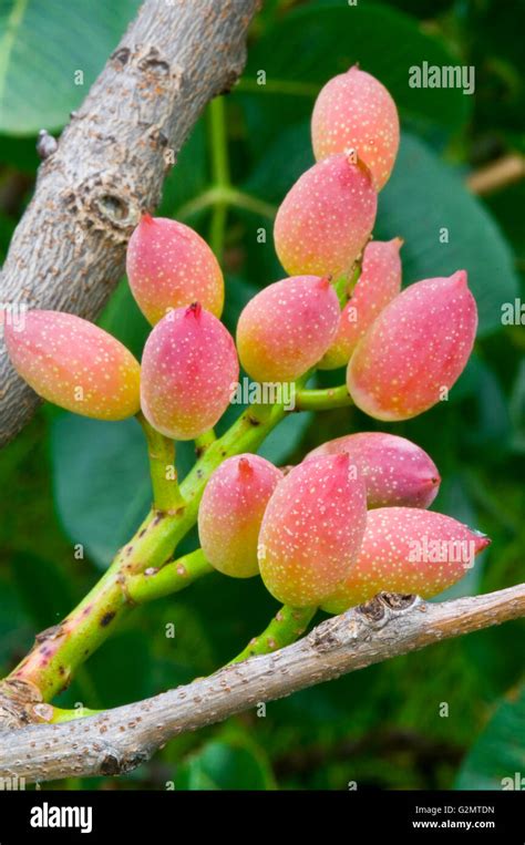 Pistachio Nuts Pistacia Vera Ripening On The Tree Bronte Sicily