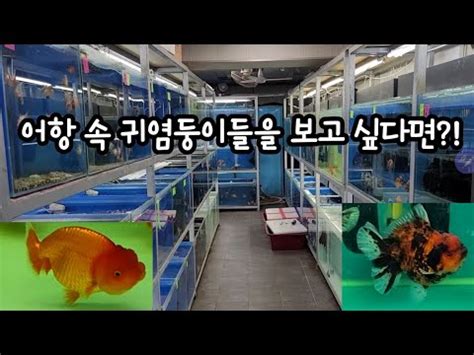 금붕어 전문점 A2be 방문기 Korea goldfish aquarium A2be YouTube