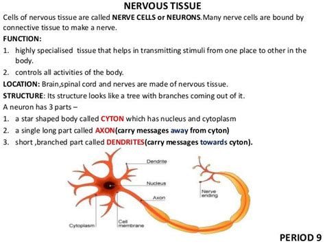 Tissues Class 9 Ppt