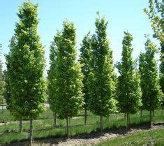 Best Columnar Trees Ideas Columnar Trees Trees To Plant