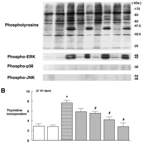 Intracellular Signaling Of FGF 18 In Osteoblasts A Effect Of FGF 18