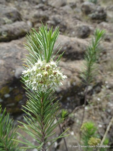 Pinillo Plantas Y Polinizadores De San Gabriel Chilac Inaturalist