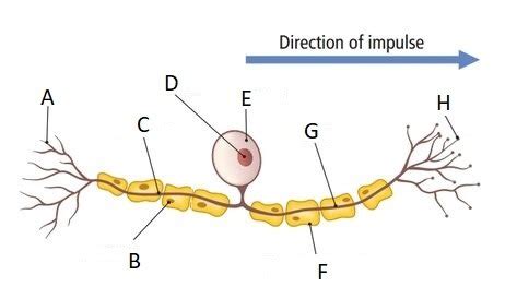 Simple Neuron Diagram