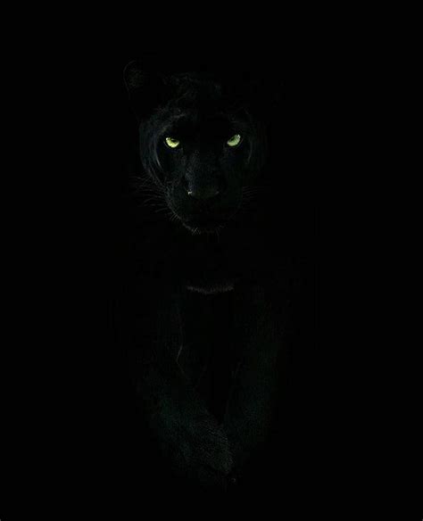 Discover more than 148 animal wallpaper black panther - 3tdesign.edu.vn