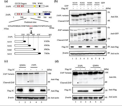 Figure 1 From The 3C Protease Of Enterovirus A71 Counteracts The