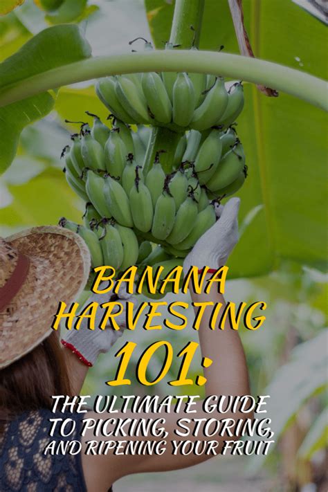 Banana Harvesting 101: The Ultimate Guide to Picking, Storing, and Ripening Your Fruit