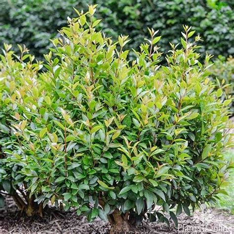 Syzygium Australe ‘baby Boomer Is A Neat Growing Lilly Pilly Perfect