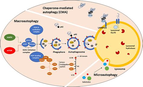 Frontiers Autophagy And Lrrk2 In The Aging Brain