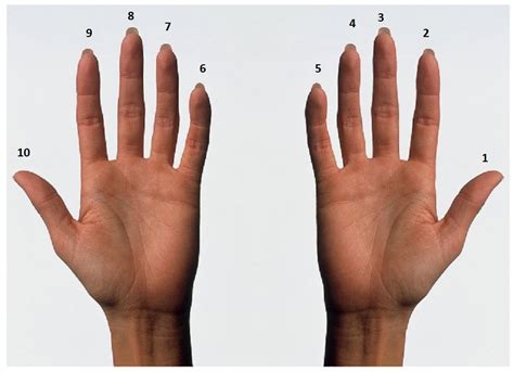 How High Can You Count On Your Fingers? » ScienceABC