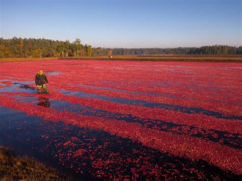 Cranberries: Wisconsin's contribution to the Thanksgiving table