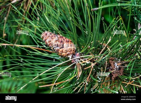 Pinus Sylvestris Cone Hi Res Stock Photography And Images Alamy