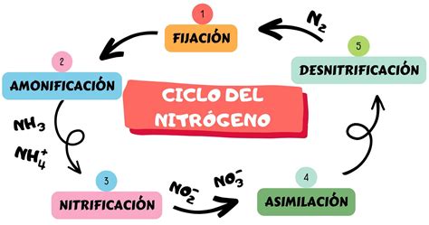 Ciclo del Nitrógeno Qué es sus Etapas e Importancia con dibujo