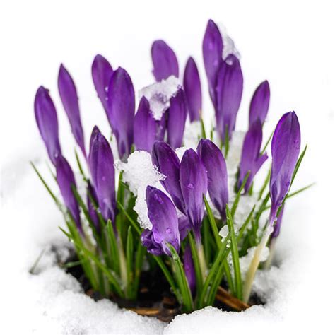 Krokus Im Schnee Crocus In The Snow Im Garten Kurz Flickr