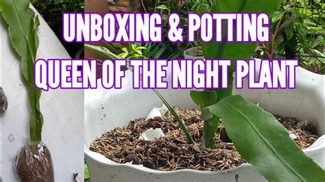 Unboxing And Potting Queen Of The Night Plant Youtube