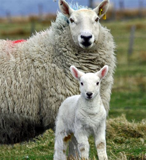 Cheviot Sheep | Oklahoma State University