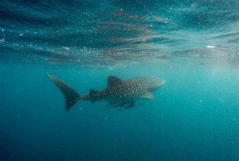 Nadar con el tiburón ballena de manera responsable Plan B Viajero