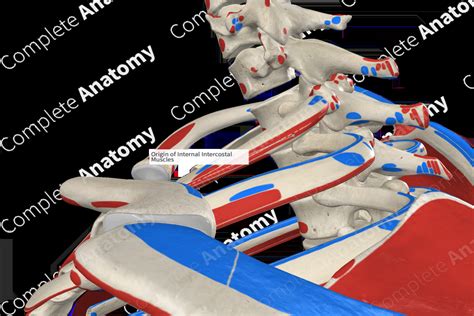 Origin of Internal Intercostal Muscles | Complete Anatomy