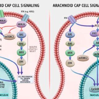 Nf Merlin Signaling In A Normal Meningeal Cell Vs Merlin Deficient