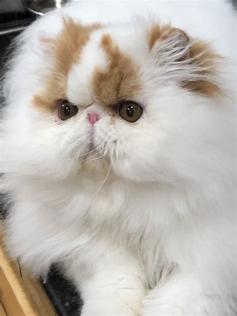 Adopted Cats Persian Himalayan Cat Rescue